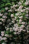 蝟实花开