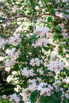 春日蝟实花