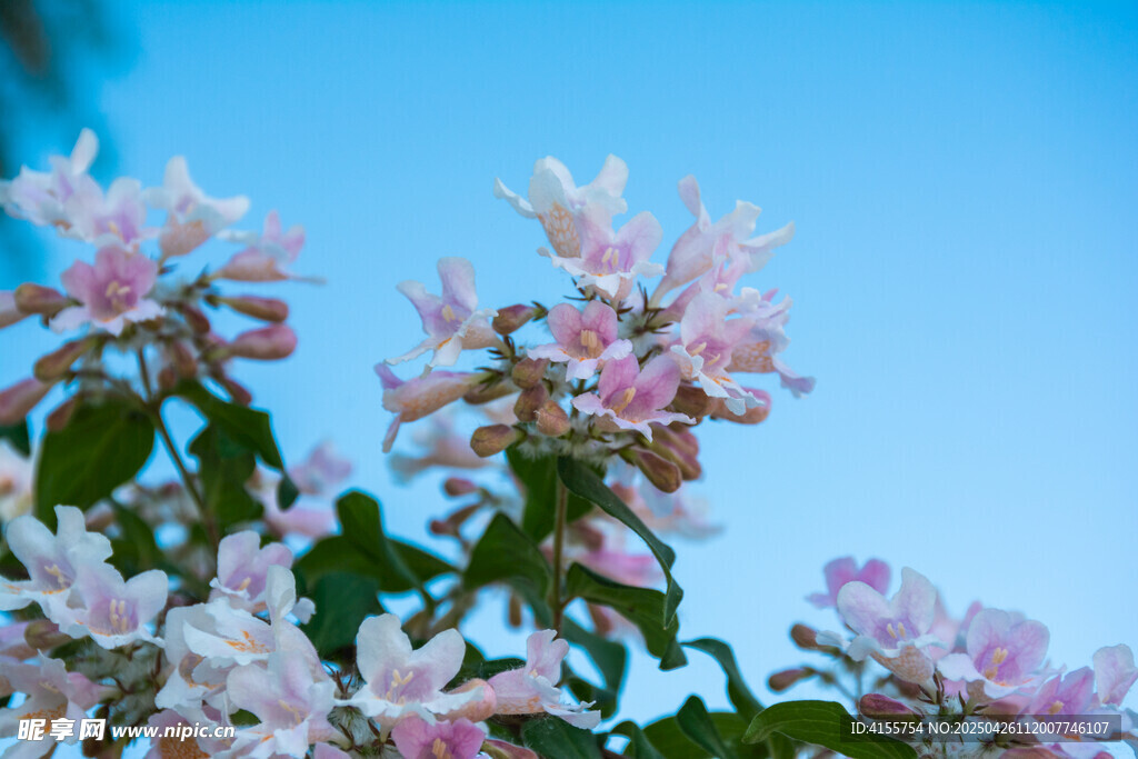 蓝天下的蝟实花