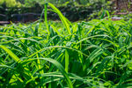 翠绿葱茏的蓬勃青草