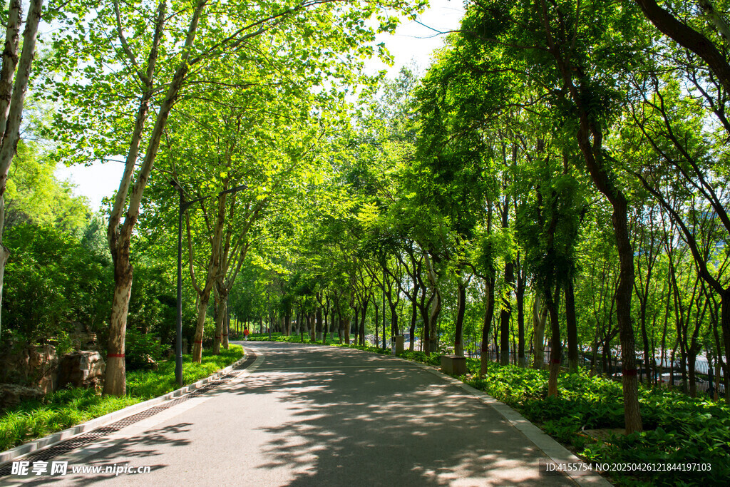 林间绿荫小道