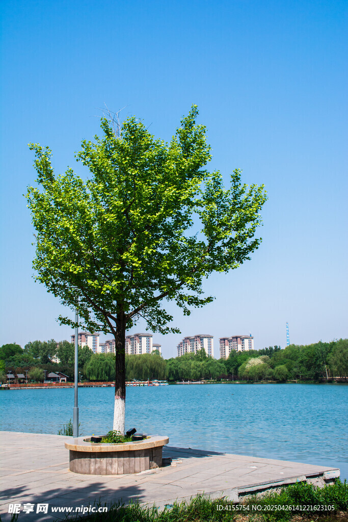 湖畔孤树风景独好
