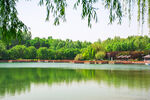 湖畔垂柳映景绿意浓