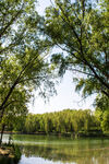 湖畔绿树成荫的自然美景