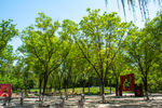 公园绿树成荫的休闲场景