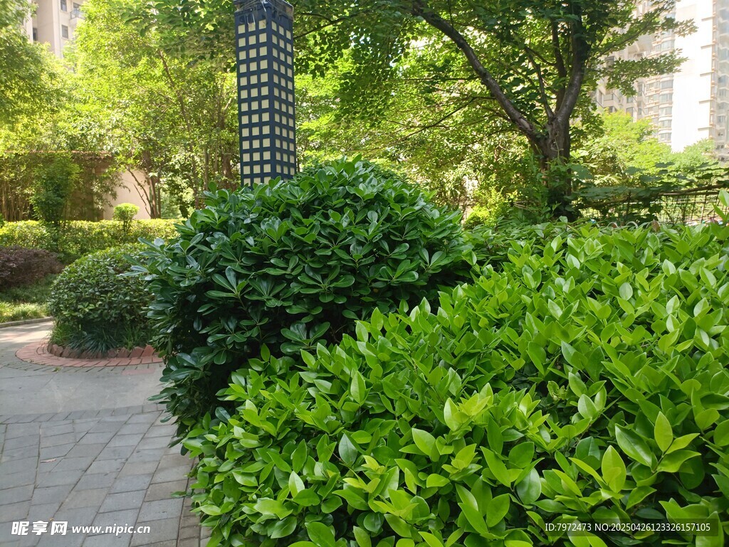 绿意盎然的城市园林景观