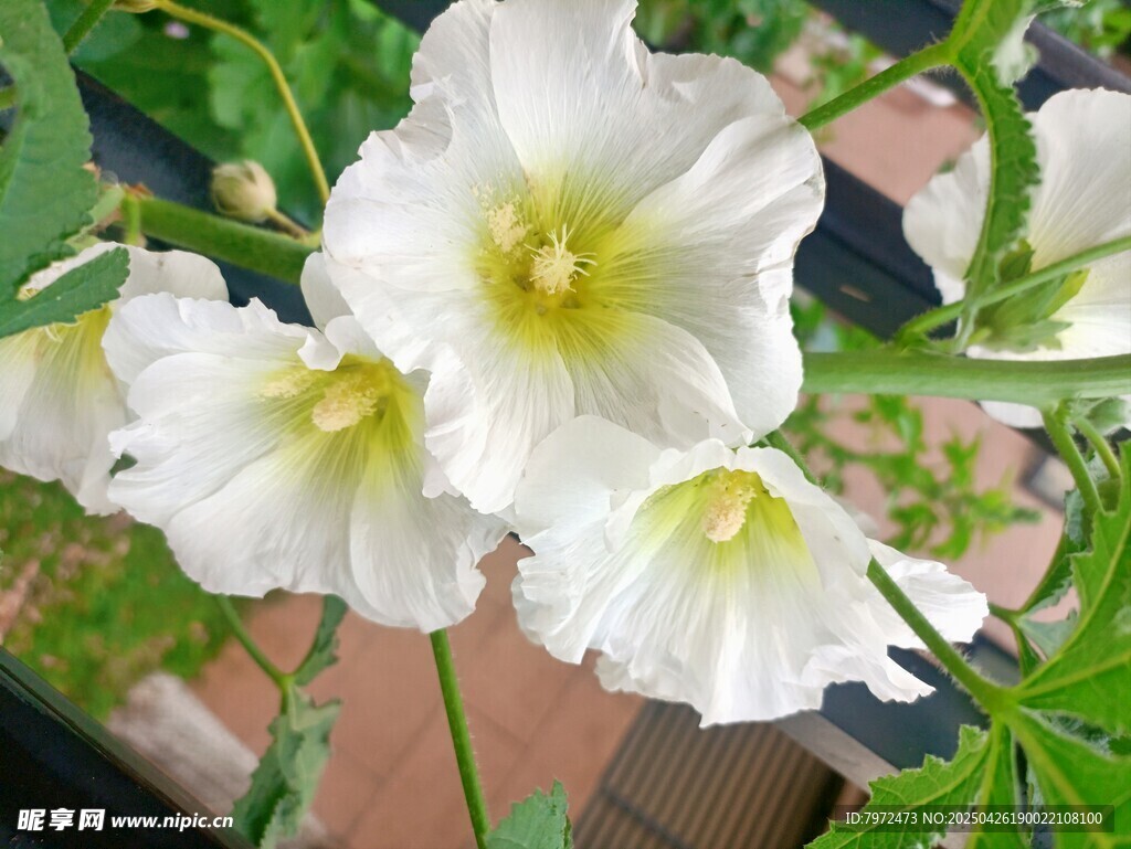 白色牵牛花绽放
