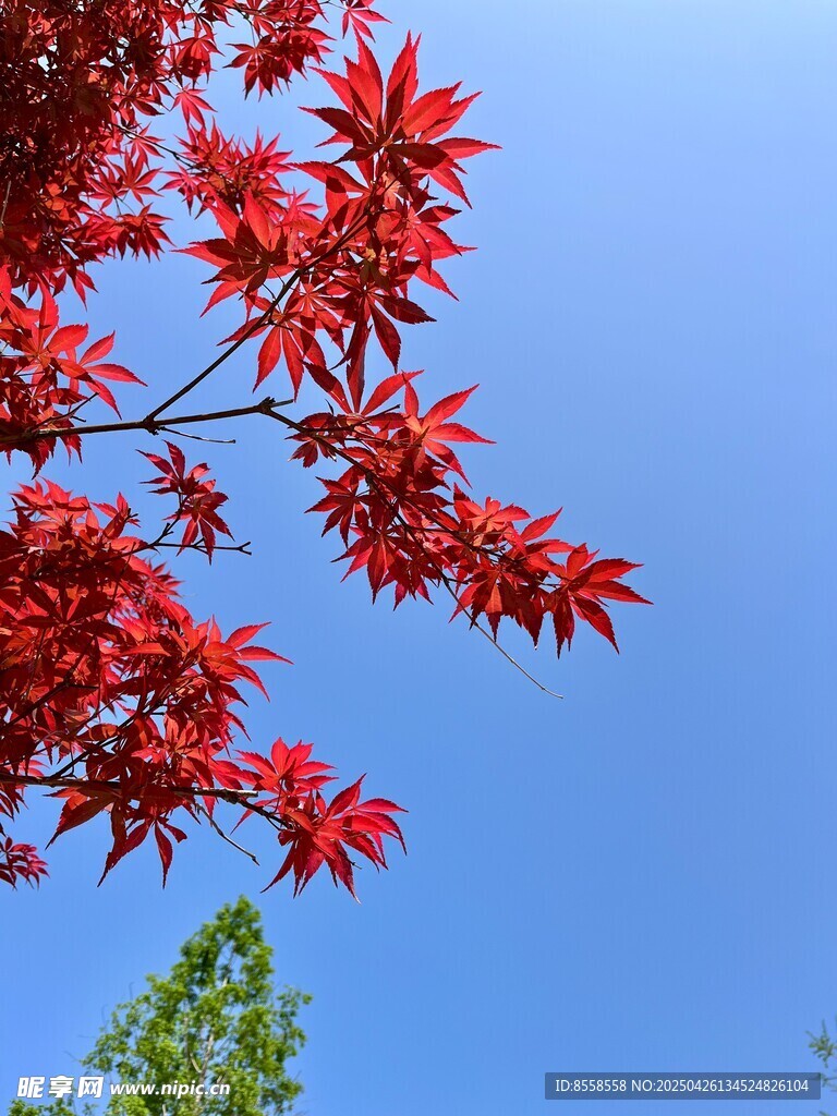 蓝天映衬下的艳丽红枫叶
