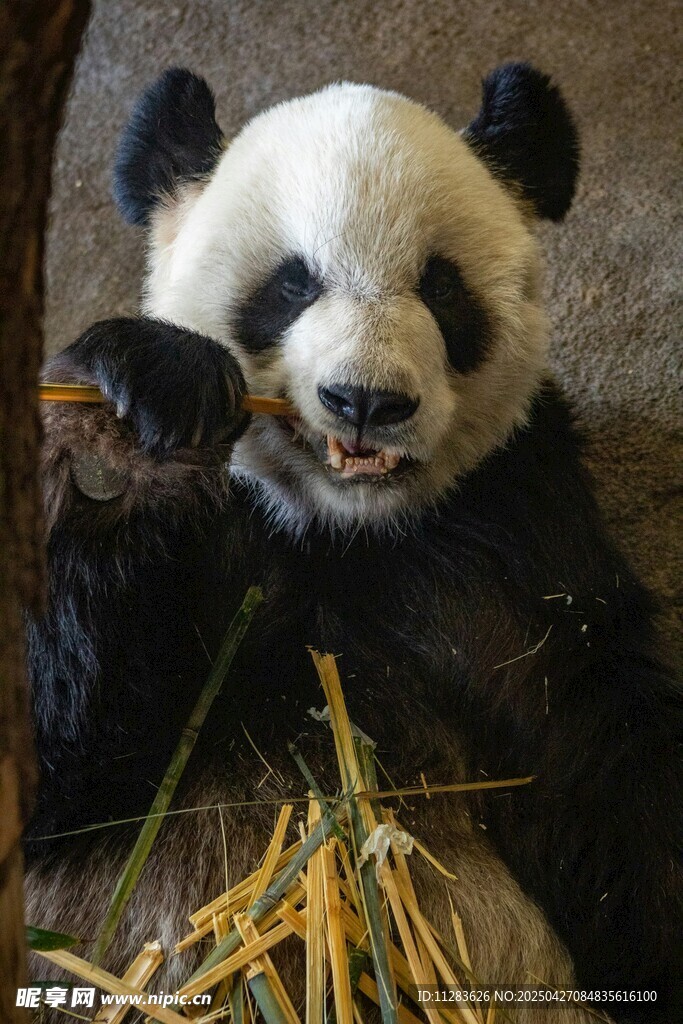 憨态可掬的熊猫吃着干草