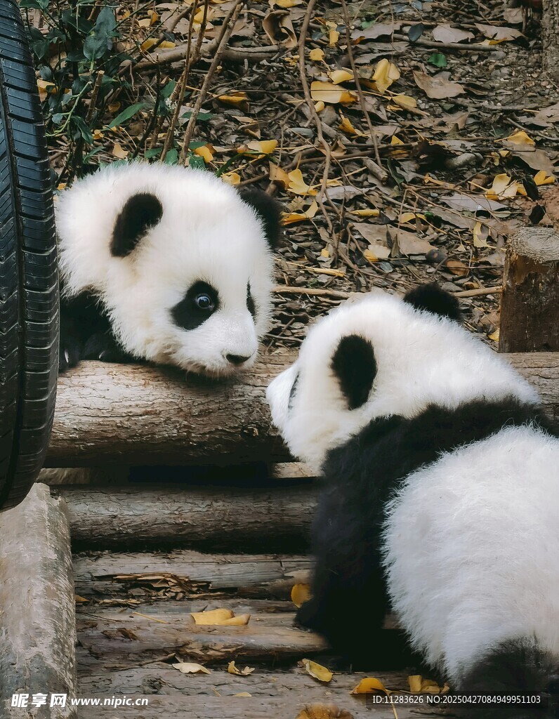 两只可爱熊猫互动瞬间