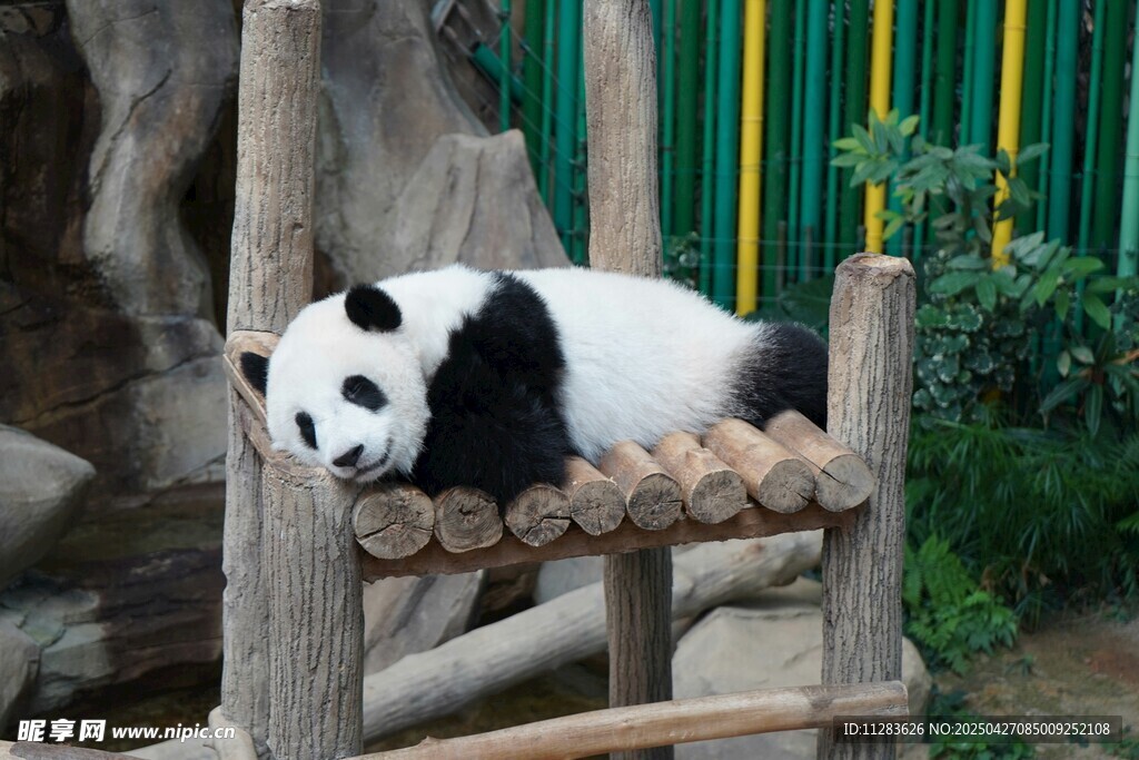 熊猫惬意躺于木架上