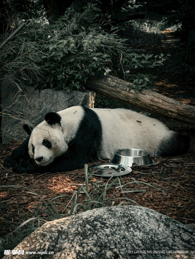 憨态熊猫惬意躺卧