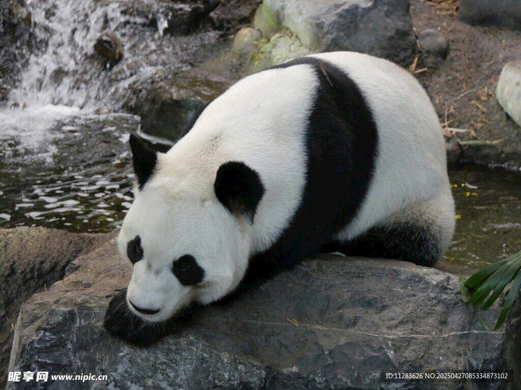 溪边休憩的大熊猫