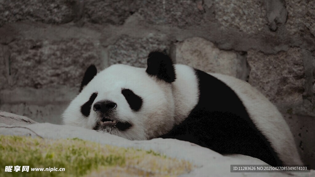 憨态可掬的大熊猫