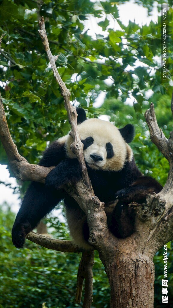 熊猫惬意栖于繁茂树枝间
