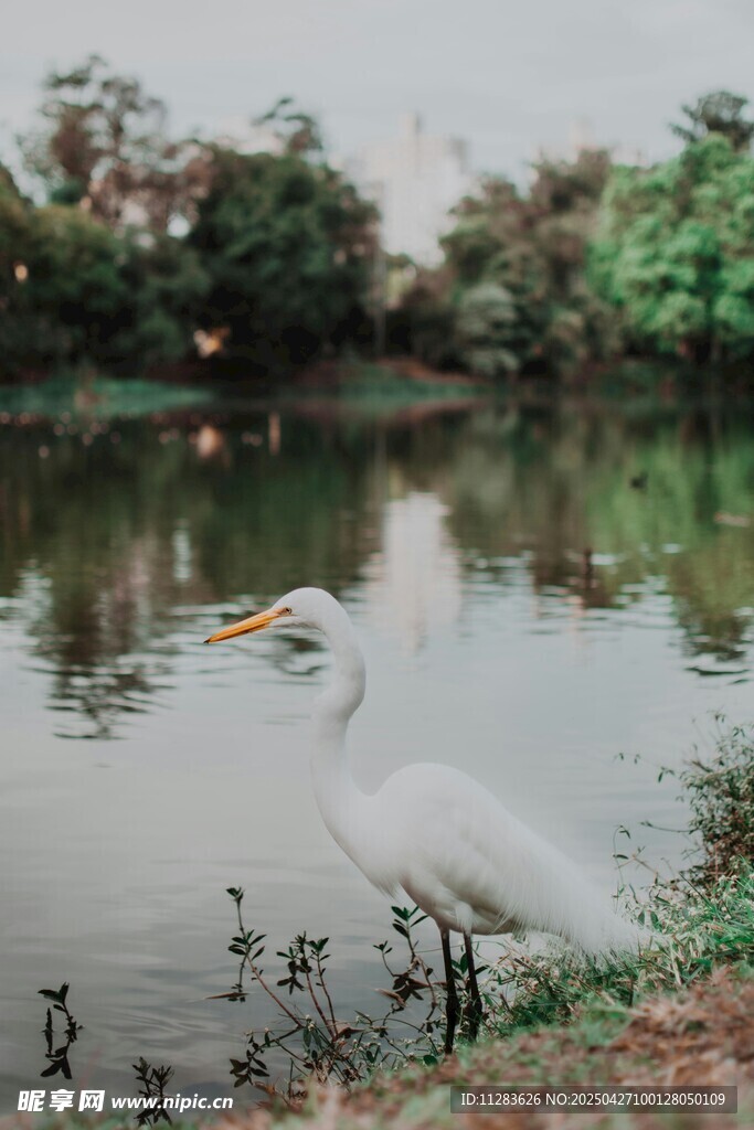 湖畔白鹭静立赏景