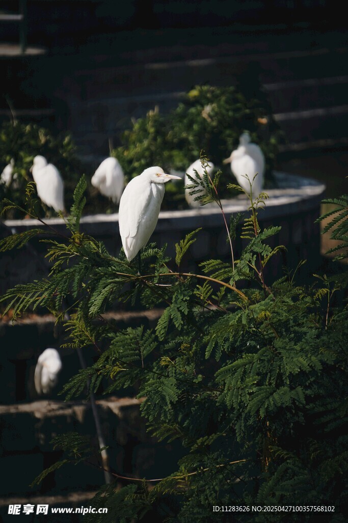 白鹭栖息于绿植环绕台阶