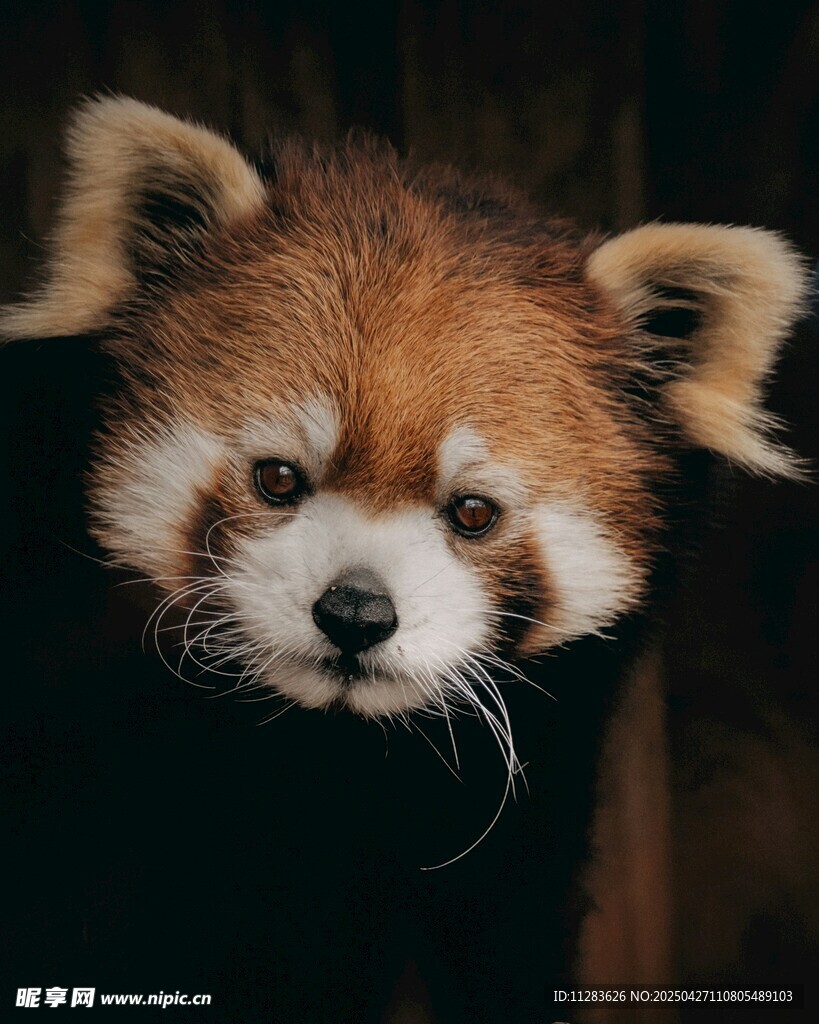可爱小熊猫特写