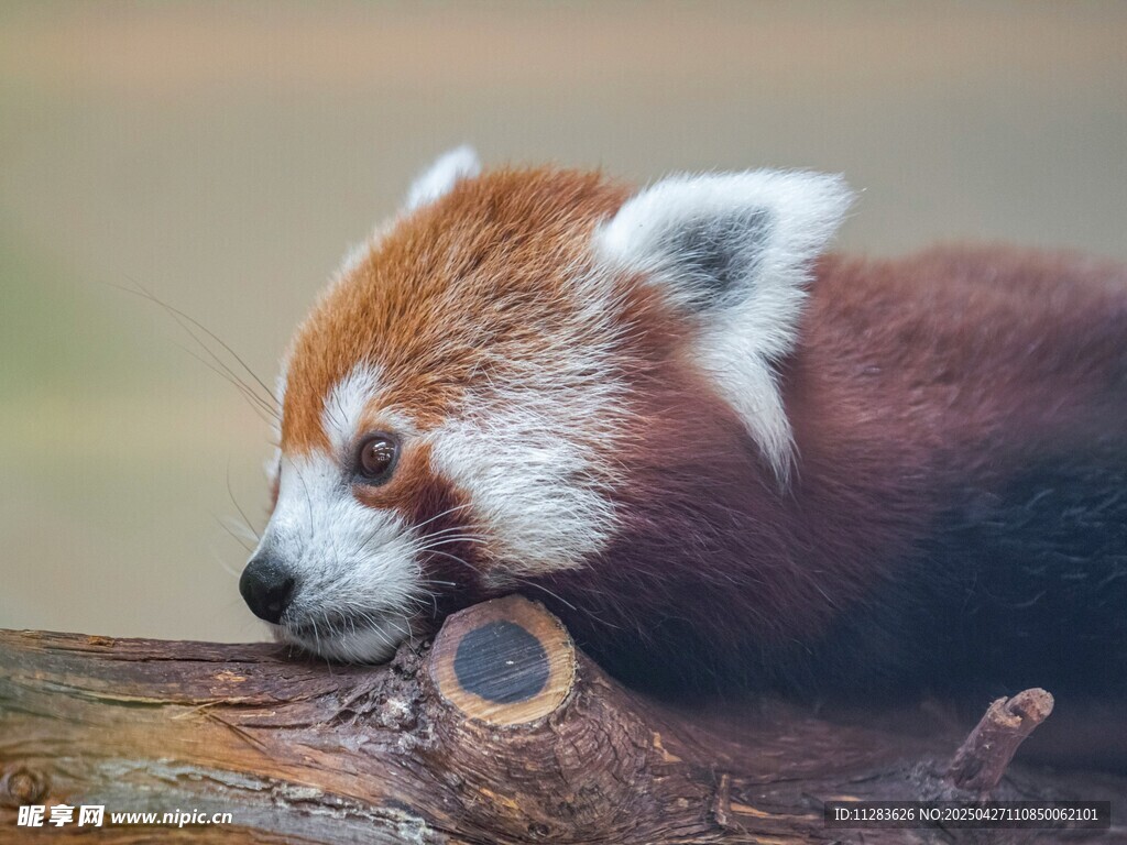小熊猫趴卧在木头上