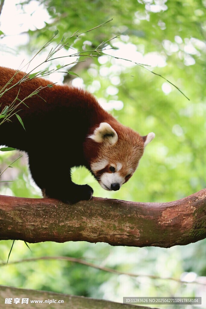 小熊猫在树枝上行走