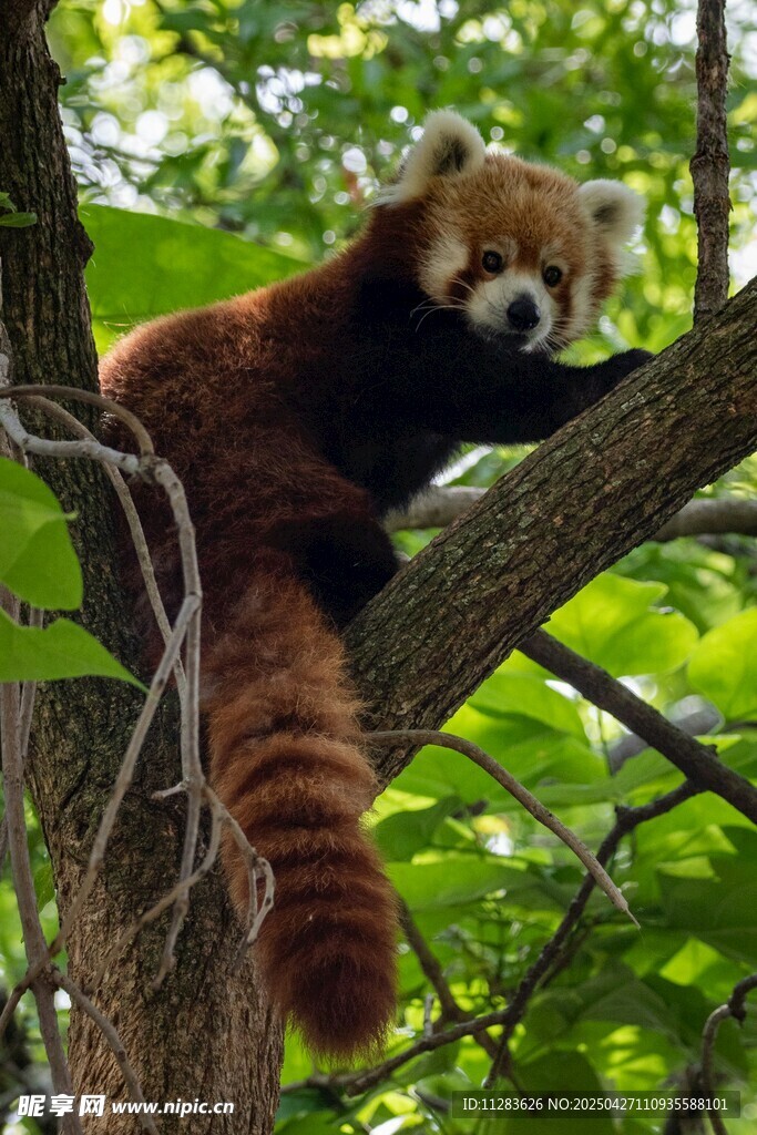 小熊猫惬意栖于树枝间