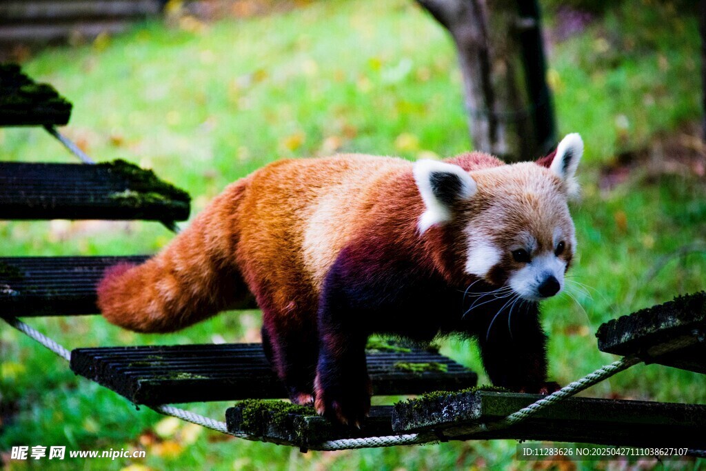 小熊猫在木架上行走