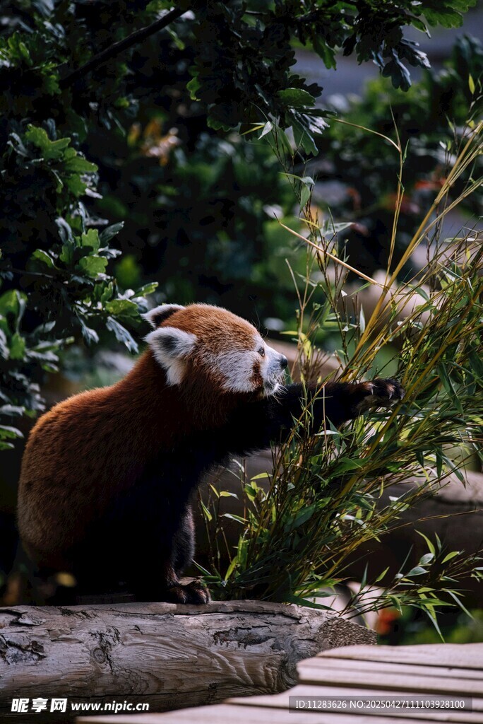 小熊猫进食场景