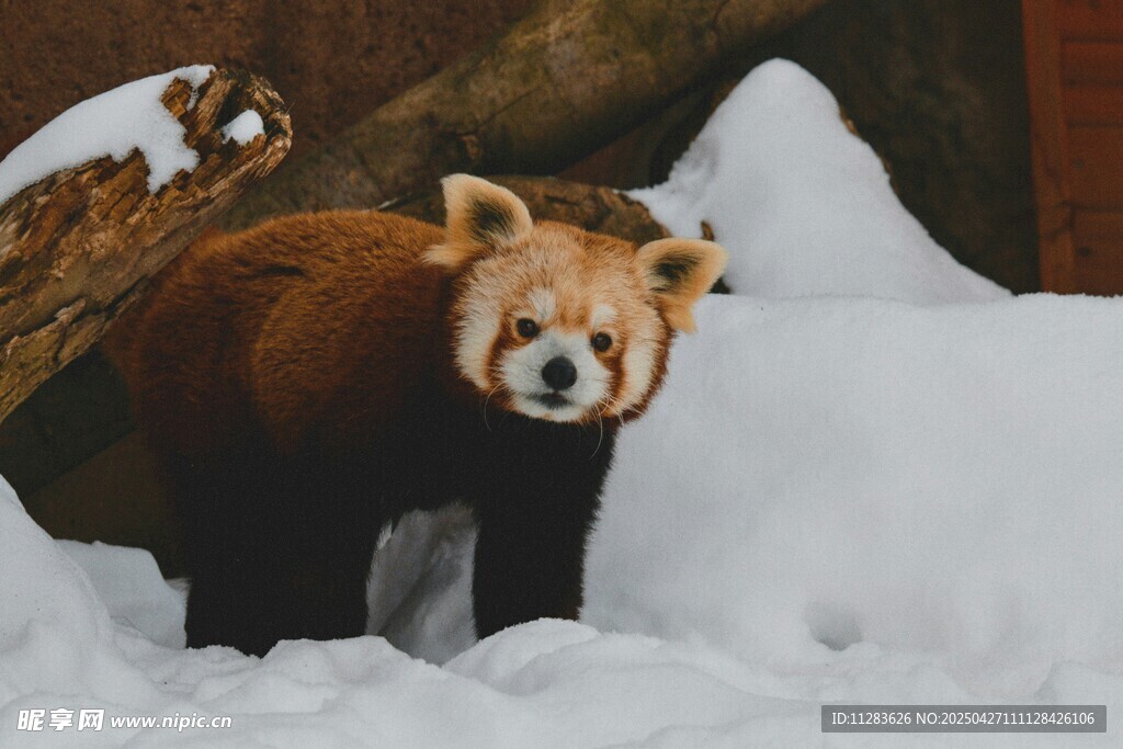 雪地中的棕色大熊猫