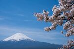 富士山下烂漫樱花绽放