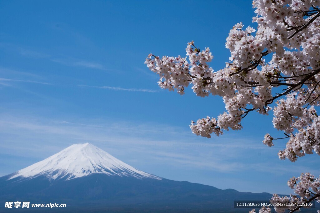富士山下烂漫樱花绽放