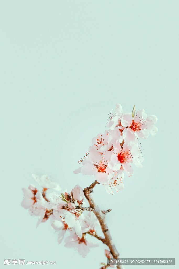 枝头绽放的粉嫩樱花