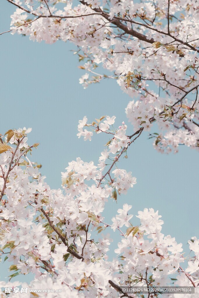 蓝天映衬下的烂漫樱花