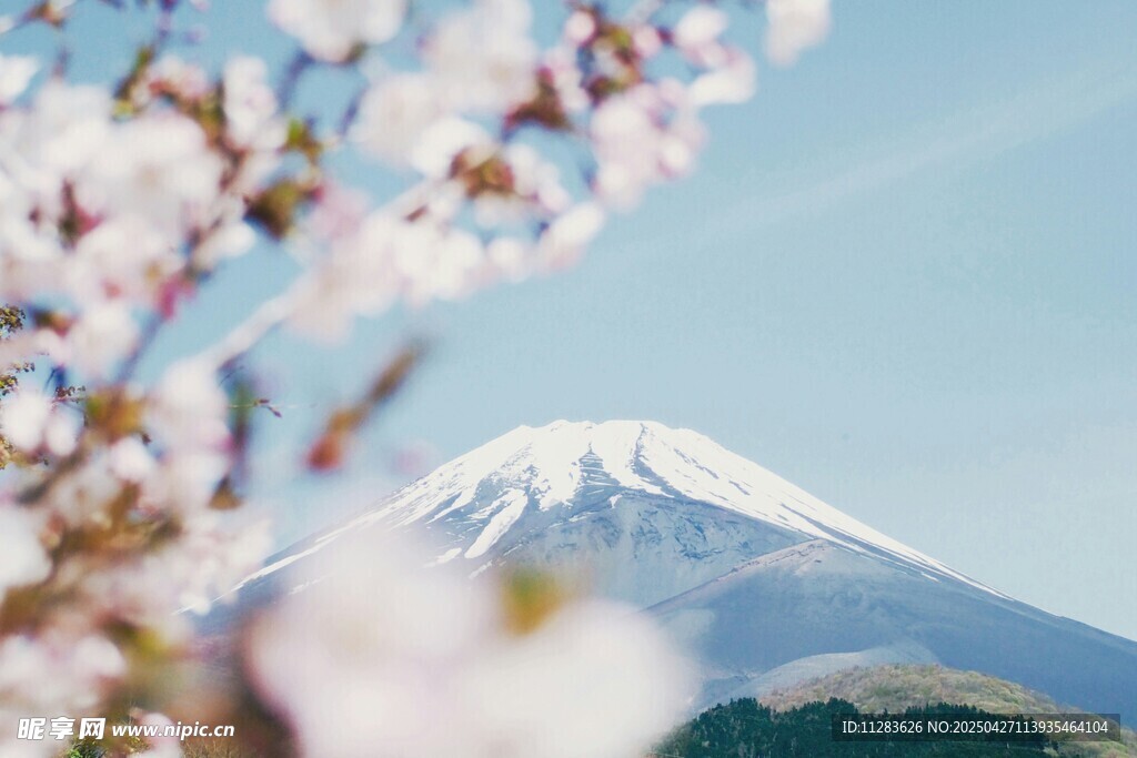 樱花映衬下的富士山美景