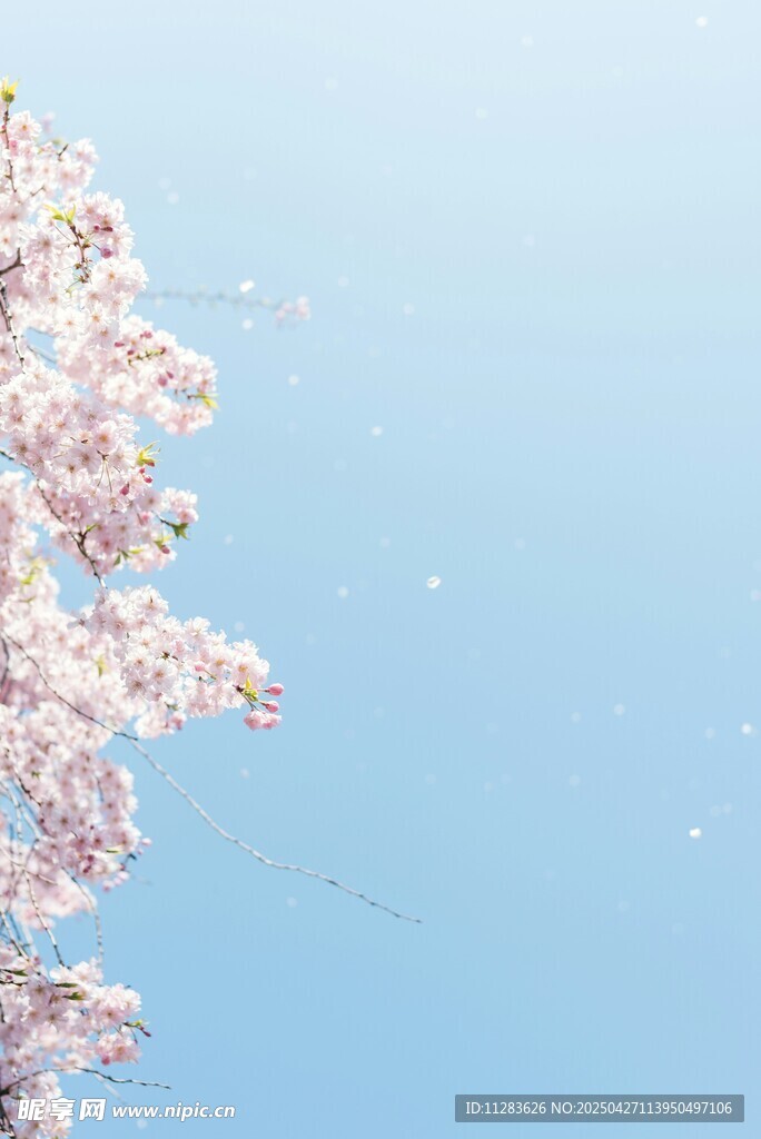枝头樱花映蓝天