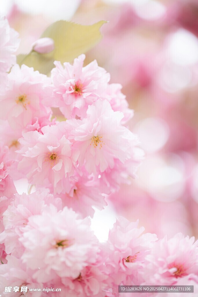 粉嫩樱花绽放枝头