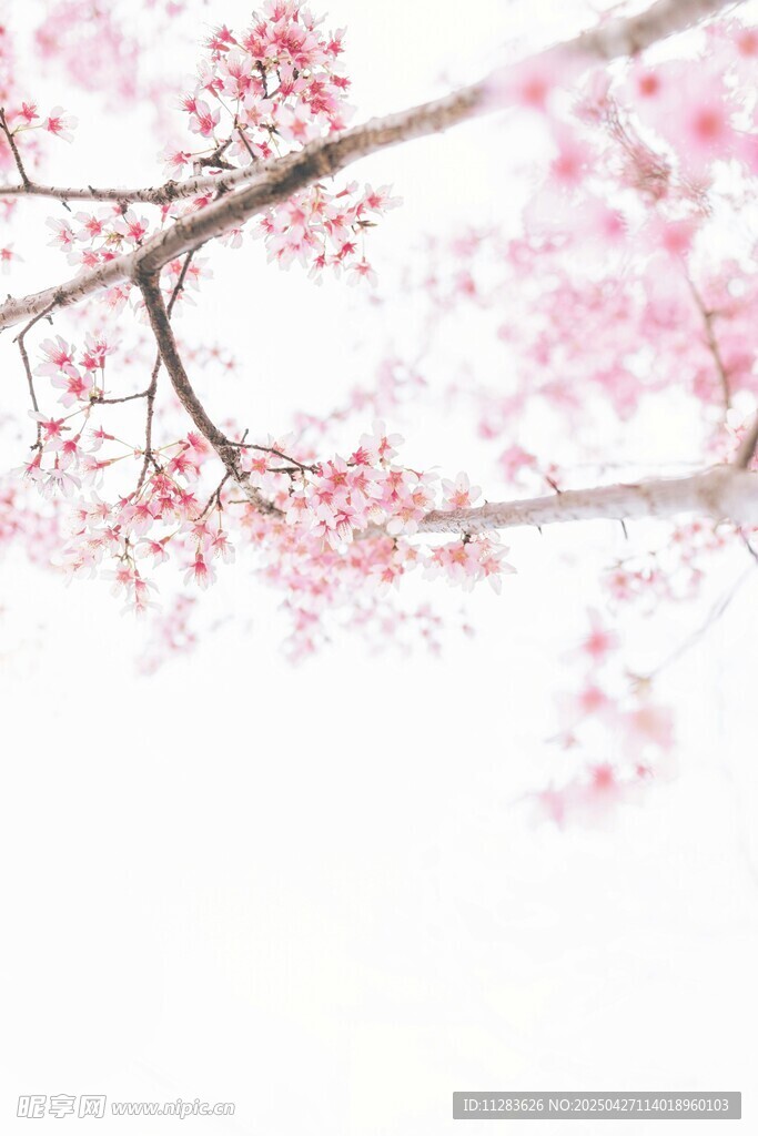 枝头绽放的粉嫩樱花