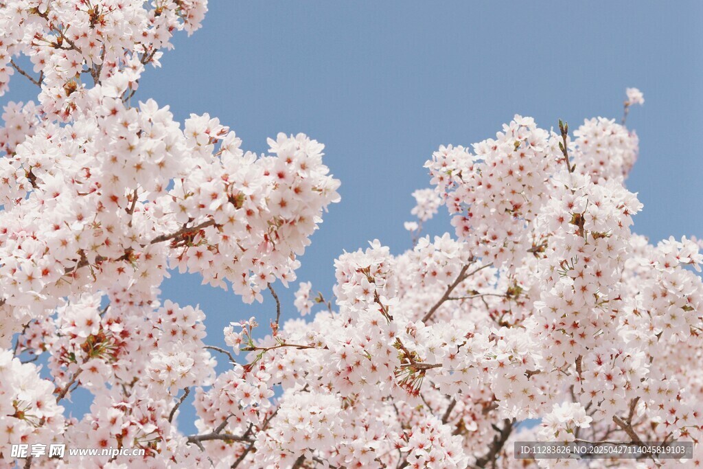 盛开的樱花与蓝天