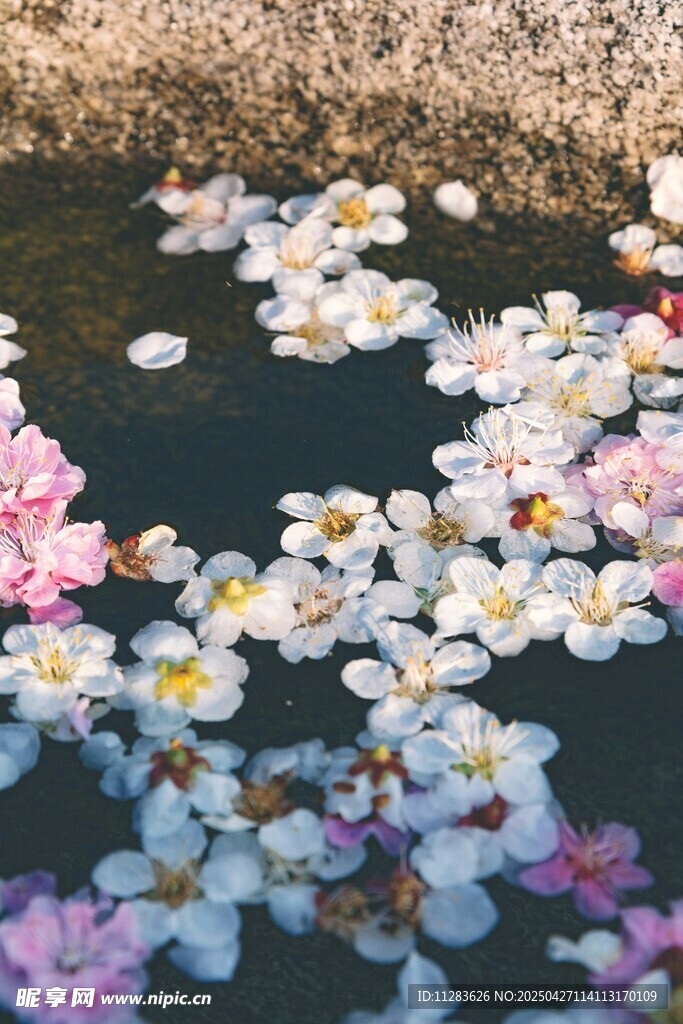 水面漂浮的桃花
