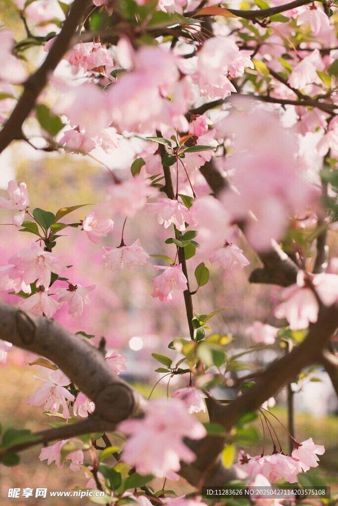 春日烂漫樱花枝头绽放