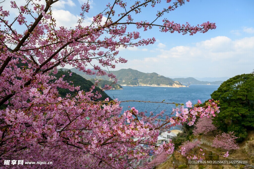 春日樱花与山海美景