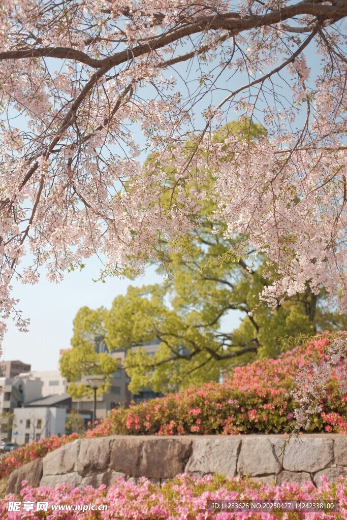 春日烂漫樱花景观