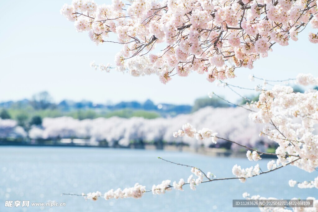 湖畔烂漫樱花绽放