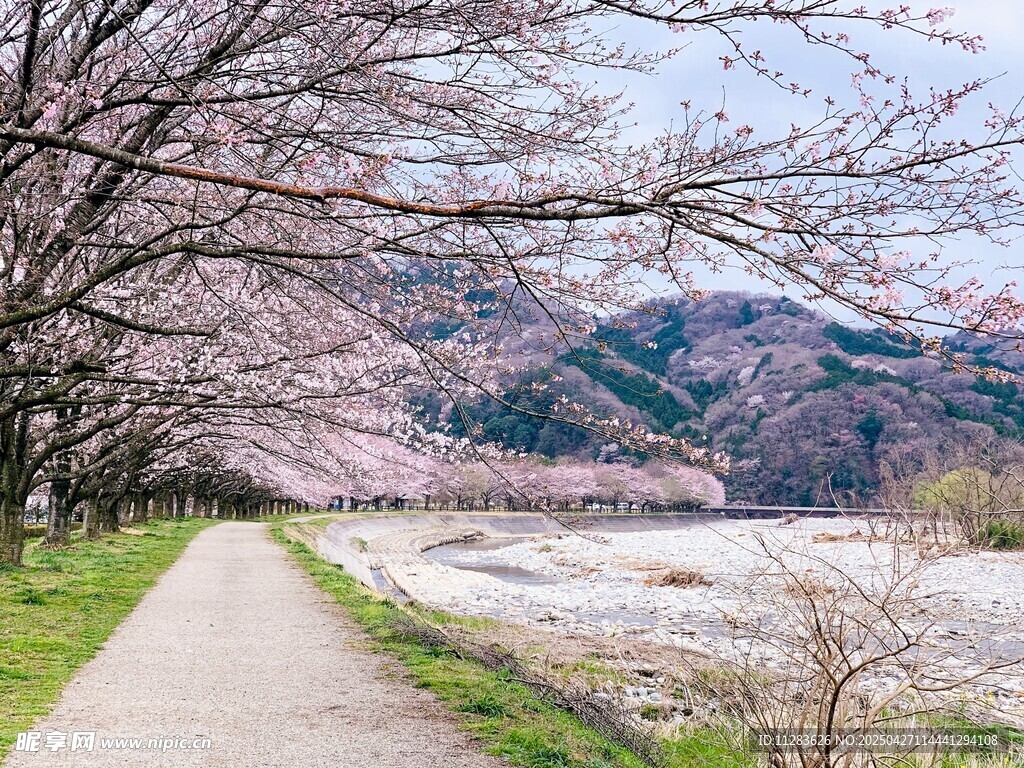 春日樱花小径河畔美景