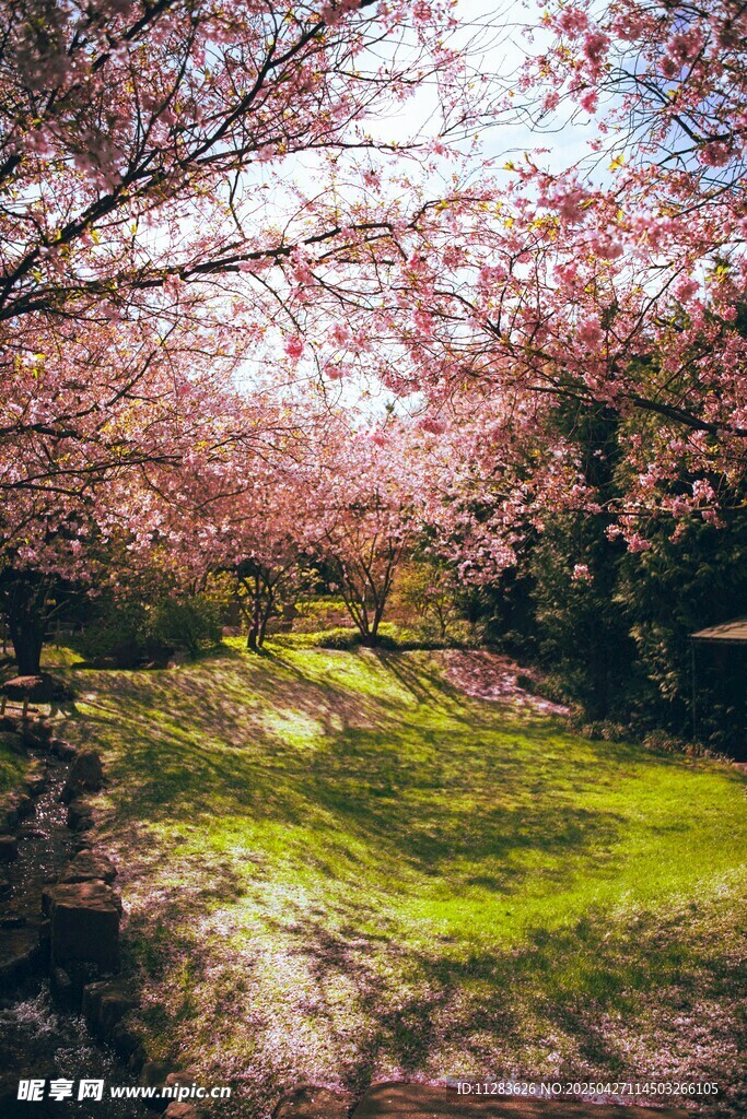 春日烂漫樱花林美景