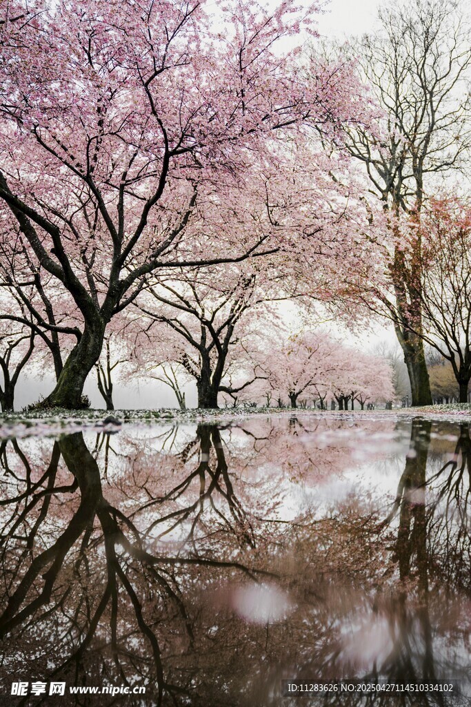 雨中樱花倒影美景
