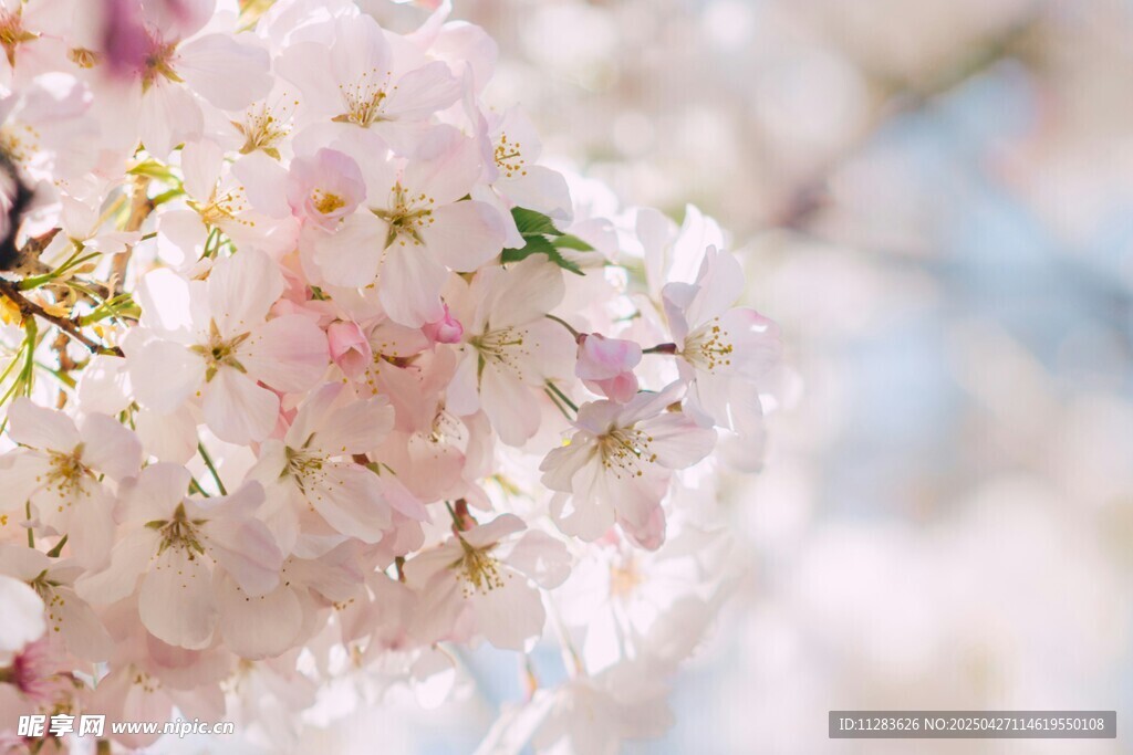 烂漫樱花绽放枝头