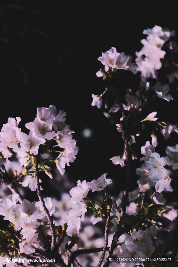 夜下绽放的美丽粉樱花