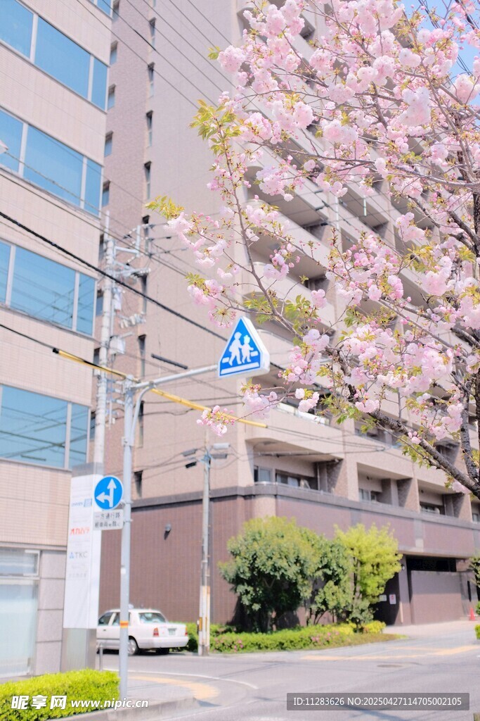城市街道旁绽放的樱花树