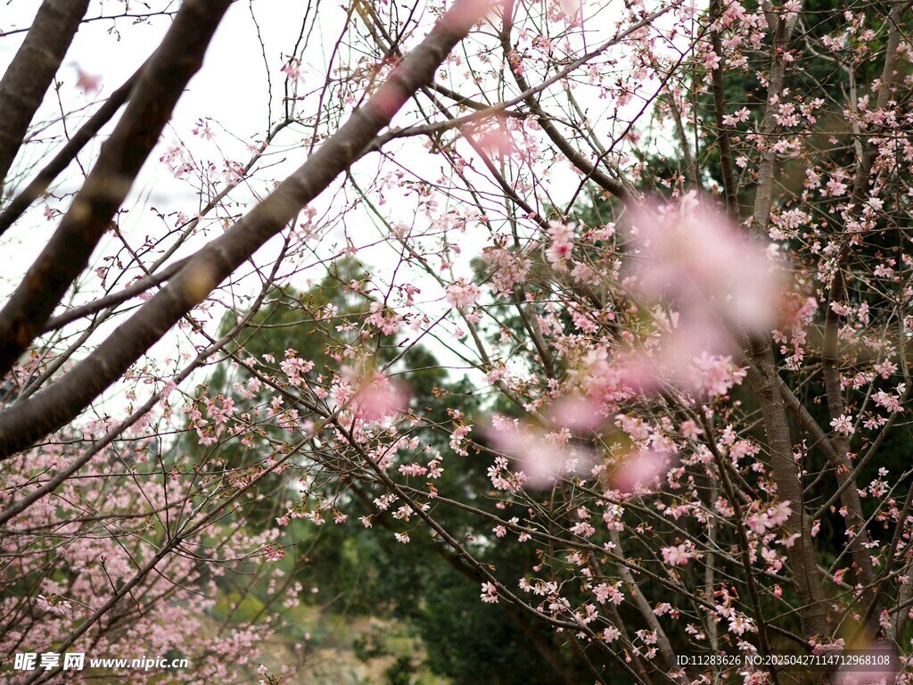 樱花纷飞的烂漫春日景象