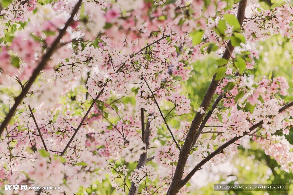 春日烂漫樱花树枝条